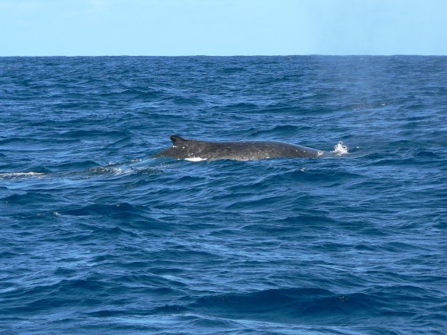 13- Baleines, groupe 3, en mer, sud du lagon 